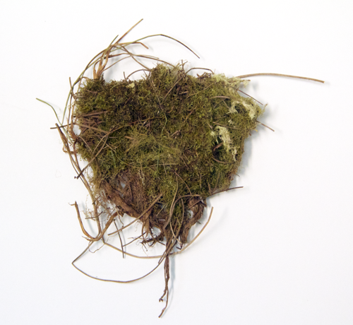Bog notchwort; Cephalozia fluitans